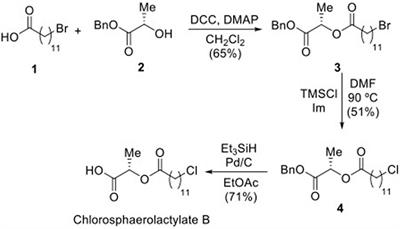 Synthesis of the cyanobacterial halometabolite Chlorosphaerolactylate B and demonstration of its antimicrobial effect in vitro and in vivo